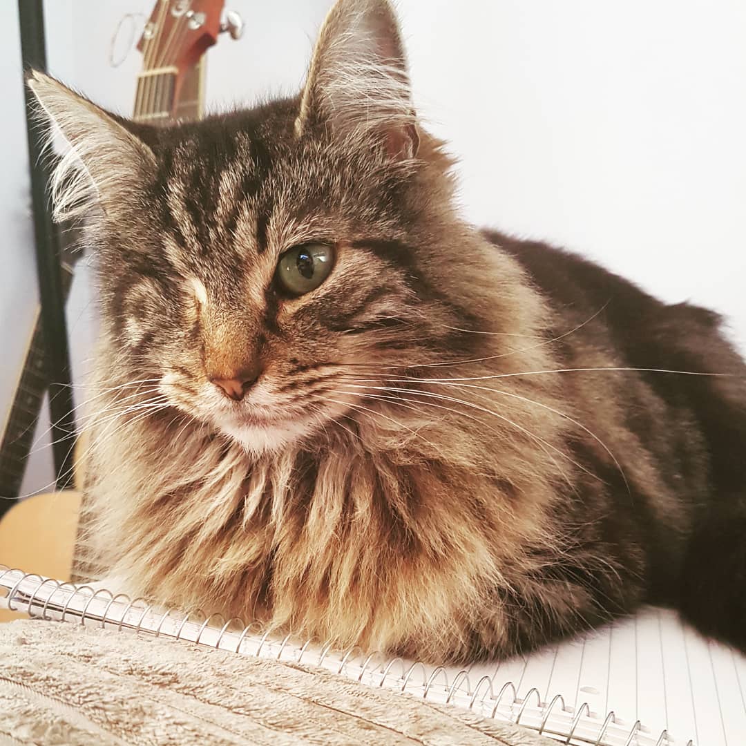 PawsSwansea's tweet photo. It's a full house today for Paws &amp; Claws! 🐱🐶🐇 

We're having a fantastic day so far, and I'm here for the night! 

If you have any petsitting or dog walking needs, contact us today! 💕

#PetSitting #DogWalker #AnimalLove #Swansea #SouthWales #DogFriendly #kitties https://t.co/n1UCA7G9jT
