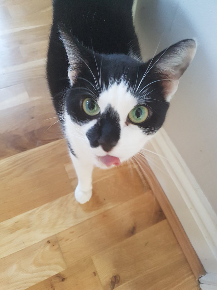 PawsSwansea's tweet photo. It's a full house today for Paws &amp; Claws! 🐱🐶🐇 

We're having a fantastic day so far, and I'm here for the night! 

If you have any petsitting or dog walking needs, contact us today! 💕

#PetSitting #DogWalker #AnimalLove #Swansea #SouthWales #DogFriendly #kitties https://t.co/n1UCA7G9jT