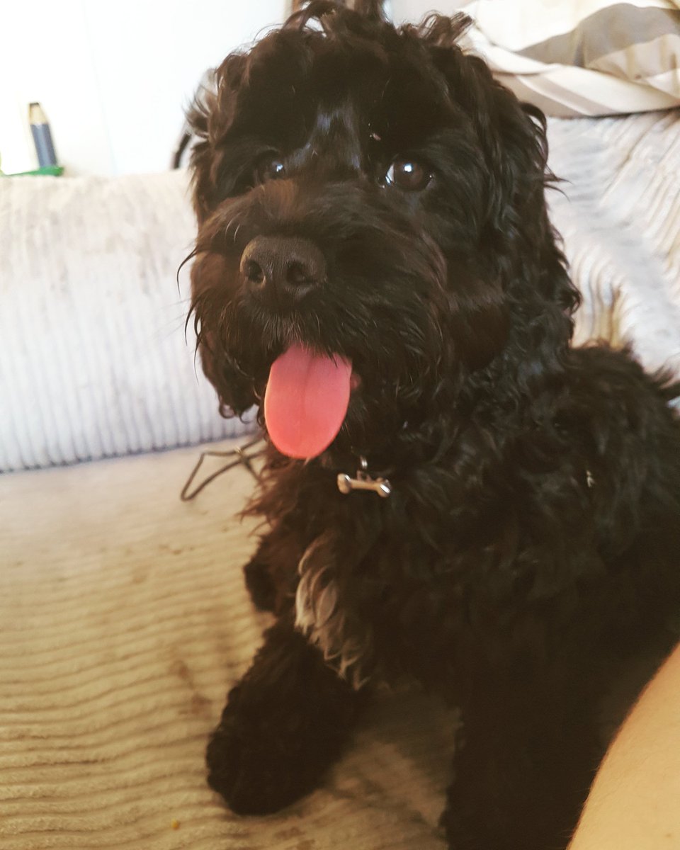 It's a full house today for Paws &amp; Claws! 🐱🐶🐇 

We're having a fantastic day so far, and I'm here for the night! 

If you have any petsitting or dog walking needs, contact us today! 💕

#PetSitting #DogWalker #AnimalLove #Swansea #SouthWales #DogFriendly #kitties