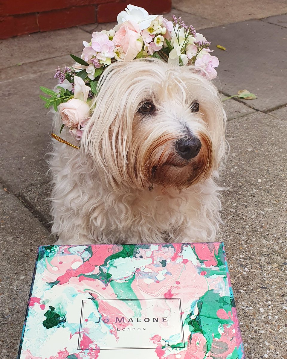 StarlettCrowley's tweet photo. SPOT ME IN THE #jomalone VIDEO? with #hebetien https://t.co/WhiSIQFRwx
My human @LouiseMCrowley
designed this beautiful box with #marbleink & also designed this #flowerarrangement & made me a princess crown.
#orangeblossom #hairmist
#londondogweek
#londondog
#westiesoftwitter https://t.co/jFBQf6DylU