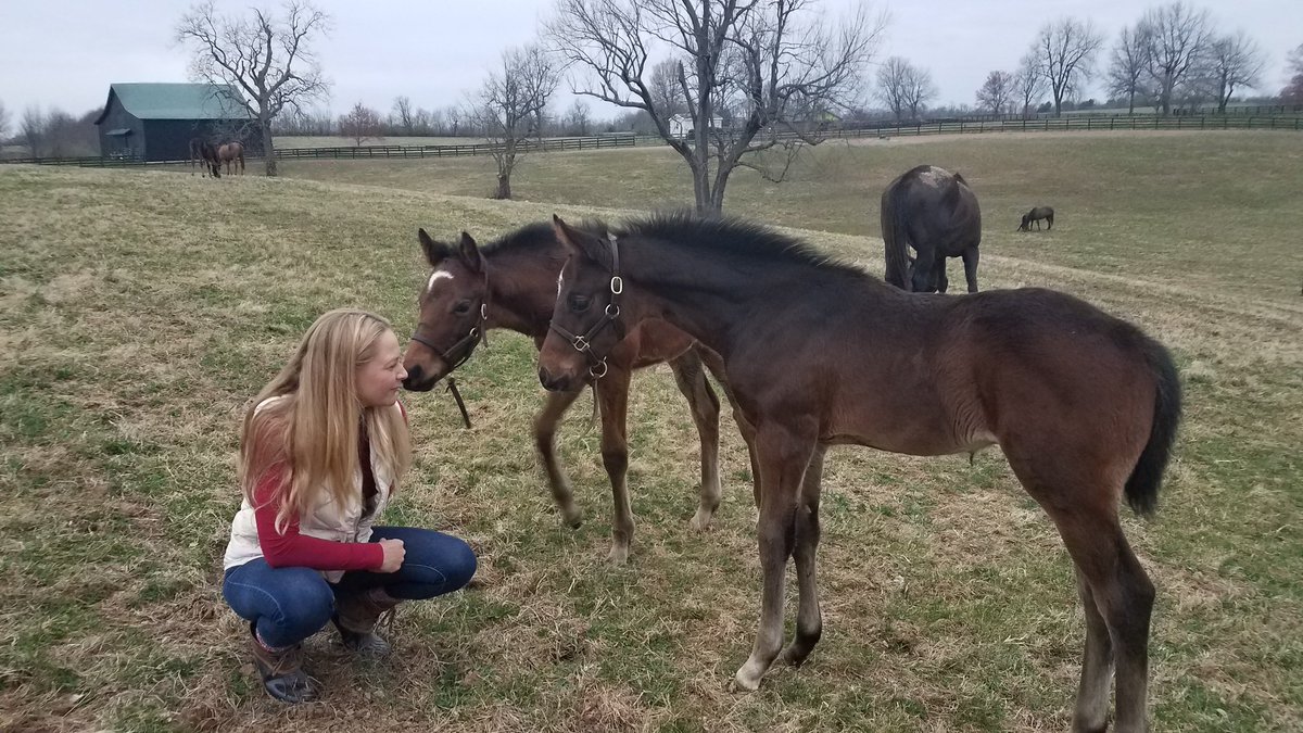 JennOrrBuchanan's tweet photo. A beautiful morning, @keeneland opening day right around the corner, and baby racehorses on the ground remind me why this is my favorite time of year... #BabyHorses #FuzzyFaces #HorseRacing #SpringHasSprung #RacingGirls #ChristinaJelm #MoreauBloodstock https://t.co/QOuN3KakwK