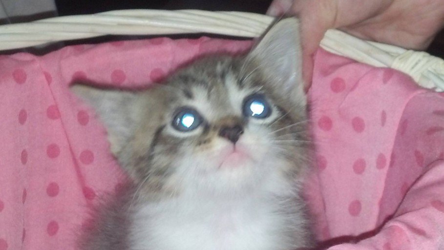 Mimaw67's tweet photo. Being a #CatParent is my favorite thing in the world! As a member of the Kitty Krew, I get to share my experiences with other cat lovers. Join today and get in on the feline fun! #ad #ad https://t.co/ubFHXNRgfi https://t.co/bEIxrDfaFN