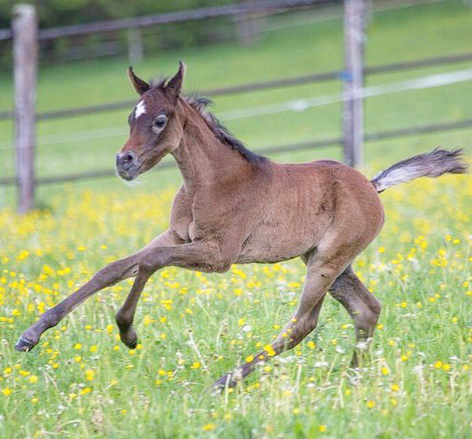Лошадь детеныш. Жеребенок стригунок. Лошадь стригунок. Лошадь для детей. Жеребенок фалабелла.