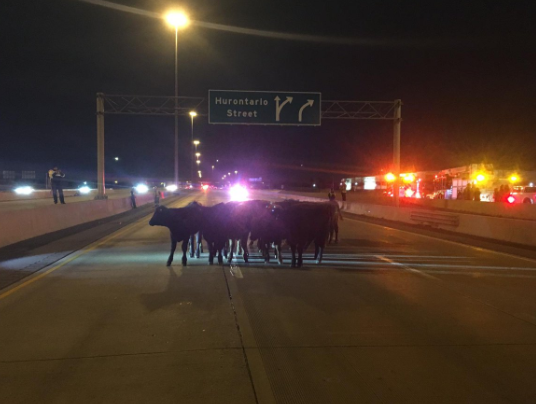 weathernetwork's tweet photo. Cows were roaming Hwy 401 early Saturday morning after their transport truck crashed. https://t.co/gI7ywpm5Hb https://t.co/hWmn7Sj3Wg