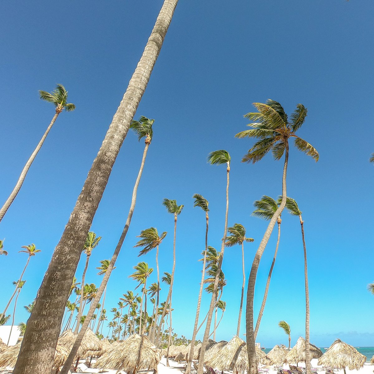 ResortDiaries's tweet photo. We love palm trees, do you?! 🌴🌴 #WhereYouWantToBe #ResortDiaries https://t.co/SIhL5v2i0u