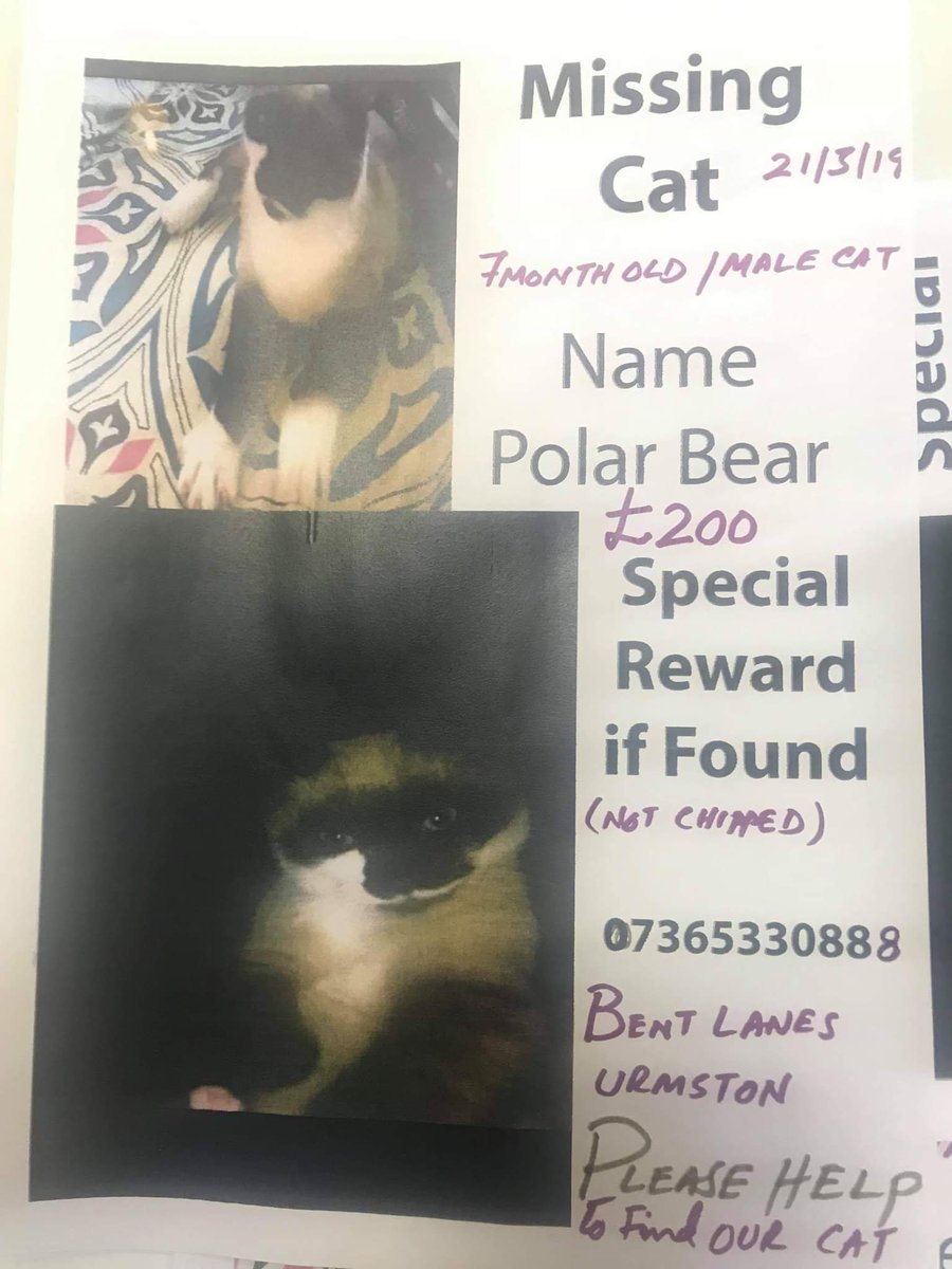 #foundcats #foundpets #MissingCatsUK #missingcat from Bents Lane, Urmston area. Please RT