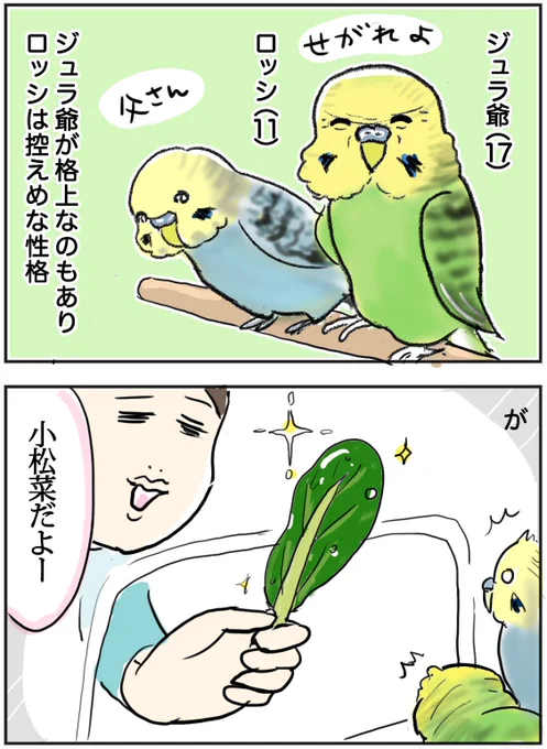 ブログ更新しました〜!ほっこり老鳥ズの上下関係のお話です。小松菜をキメたい…!!!!?#セキセイインコ #老鳥 