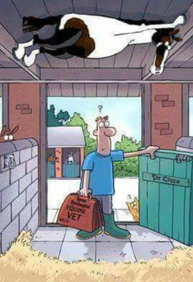 G_EquestrianUK's tweet photo. How many of you have a horse that hides from the Vet or Dentist?

#horses #vet #equestrian https://t.co/UMuiTikBhn