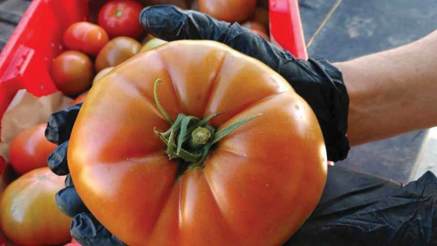 greenhousegrow's tweet photo. This Month's Cover Story: What You Need to Know About Organic Vegetable Production https://t.co/FqJICBbCtG https://t.co/KcTmm0oEZz