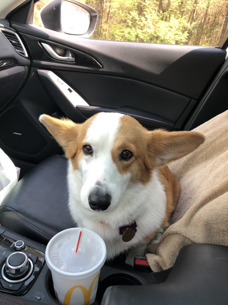 takithecorgi's tweet image. 