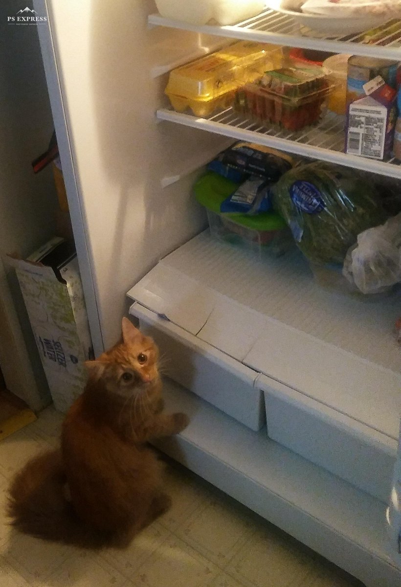 smerryman3's tweet photo. Caught red-handed raiding the fridge. #Caturday #CatsOfTwitter https://t.co/9r4gADjXkH