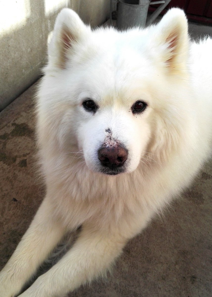 farraw_'s tweet photo. A warm and sunny day calls for some reading on the balcony, first time this year! And what better way to start than with The Copper Promise, first book in the #CopperCat trilogy by Jen Williams (@sennydreadful). Samson the samoyed approves of this activity. #samsonsayshi https://t.co/uwKCpD28wV