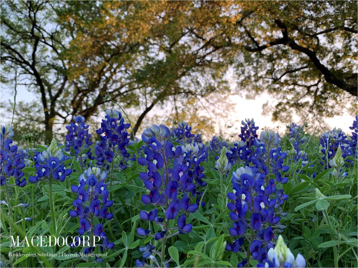 macedocorp's tweet photo. Let us help you enjoy more time by handling your bookkeeping and payroll.
It’s bluebonnets season in Texas and you don’t want to miss it! .
.
#macedocorp #houstonbusiness #payrollmanagement #bookkeepingservices #houston #texas #bluebonnets #collegestation #sunset #freequotes https://t.co/g60yFEoNZ1