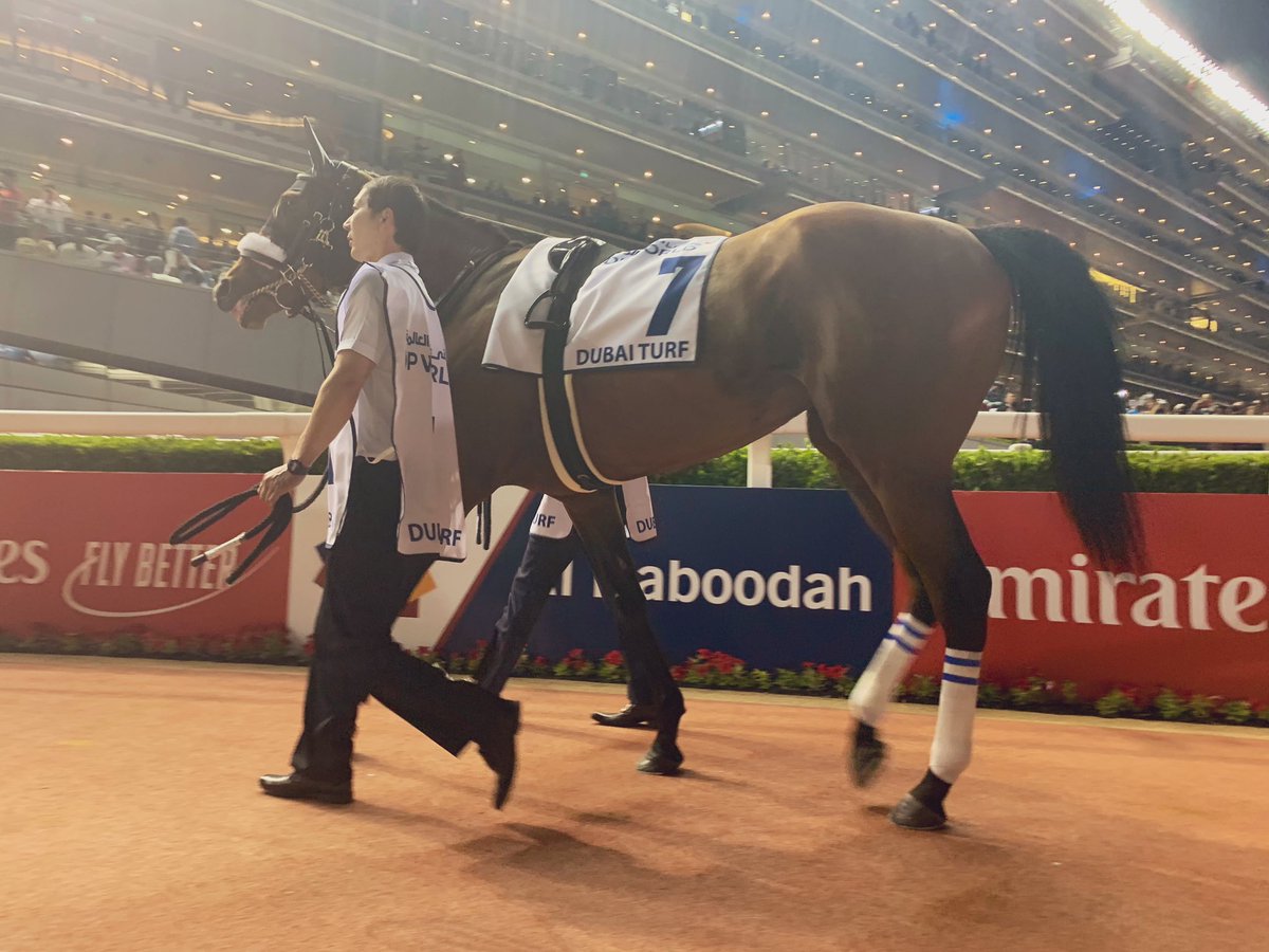 AndrewNJHawkins's tweet photo. She is certainly the princess of the night! Almond Eye heads out for her Dubai Turf mission #競馬 #horseracing #DWC19 #DWCnotes https://t.co/GwzLbxE7Ls
