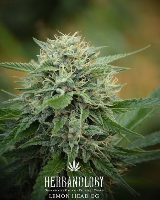 herbanology's tweet photo. #labresults by #sclabs #totalcannabinoids 34.61% #Δ9THC 29.62% #terps 2.92 #organicallygrown #properlycured #mendocino #cannabiscountry #womangrown  #boutiquecannabis #craftcannabis #smallbatch #sungrown #permittedcannabis  #badasscs #sunandearthcertified #regenerativeagriculture https://t.co/TcndkVxOXl
