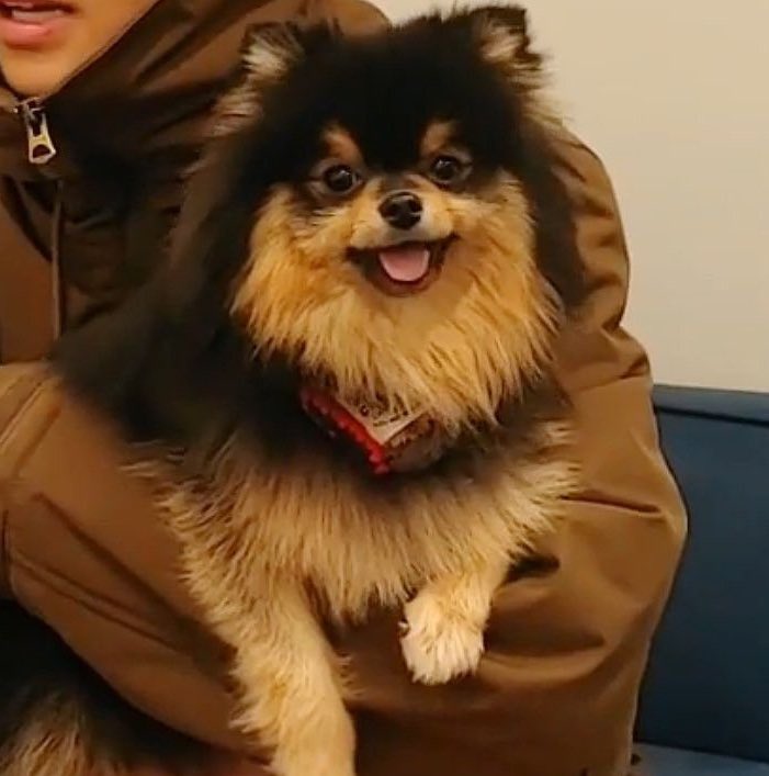 Yeontan as the Neverbeast - the whole of fairy hollow loves the never beast- deserves kithes- the neverbeast is so cute im getting sad again- seemed scary at first but was just a sweet babie