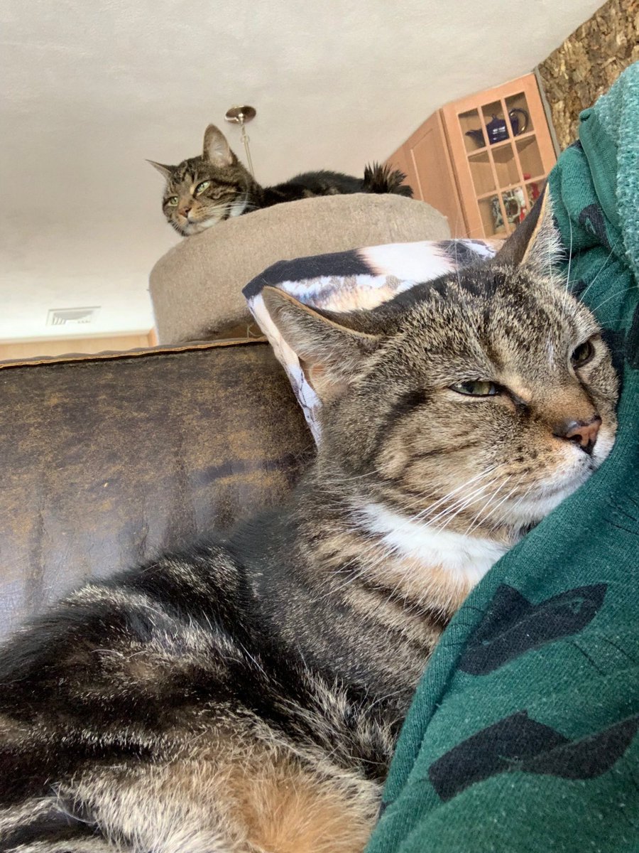 CatJunction's tweet photo. #Caturday couch snuggles 😻 Good stuff! https://t.co/G1EYEjVRob