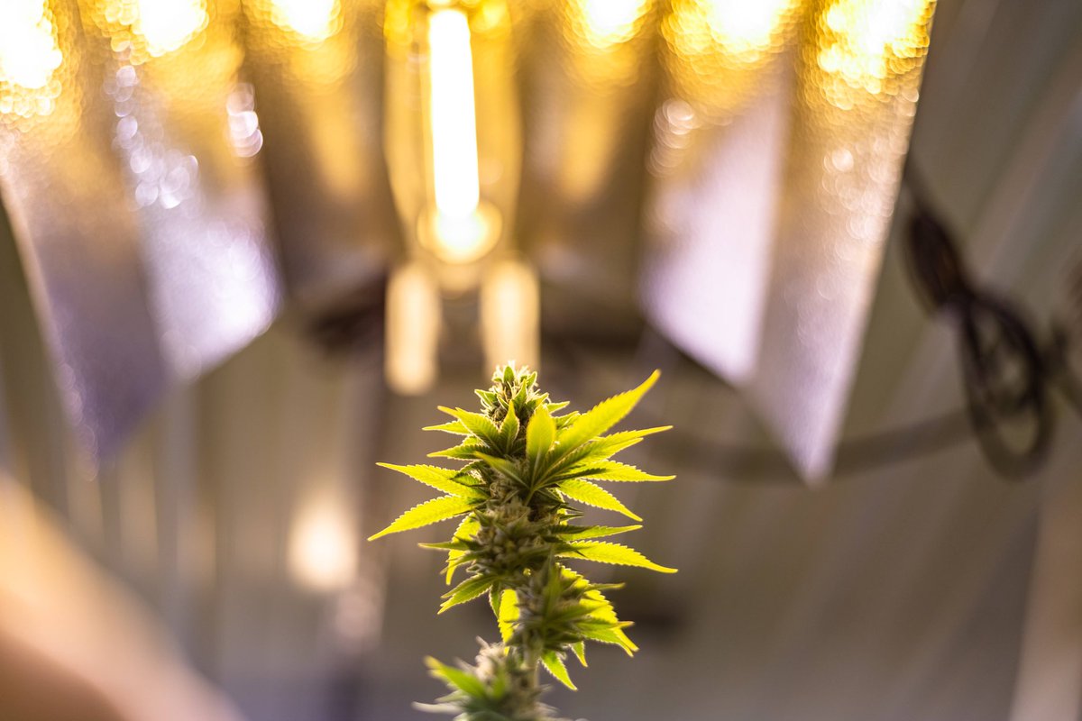 LaderaFarmsWa's tweet photo. Nothing can stop me I’m all the way up!🎶🔝💨💫
.
#ladera #laderafarms #handtrimmed #i502 #washington #cannabis #cannabiscommunity #indoorplants #tier2 https://t.co/uqapQf452H