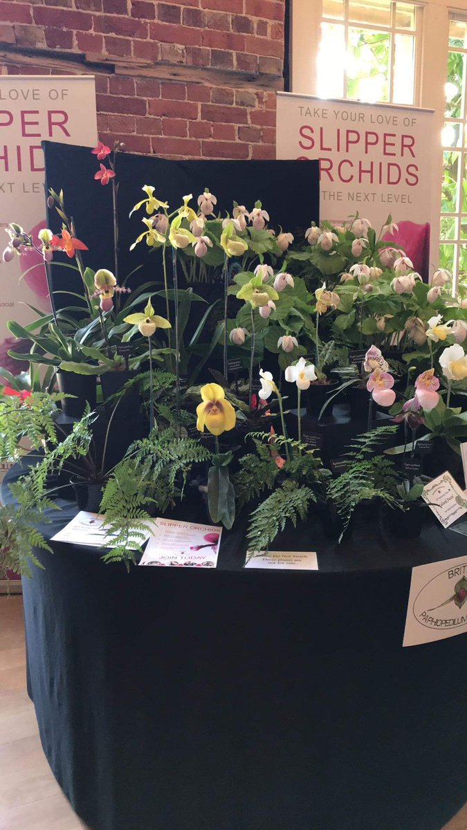 BritPaphSociety's tweet photo. The BPS stand at the Bournemouth Orchid Society's, 60th Anniversary show this weekend. A big thank you to all who have lent there plants for display. If your near Highcliffe Castle pop down. #orchids #slipperorchids #society #BPS #Paphs #flowers #hybrids #orchidaceae #shows https://t.co/9nwA05XG48