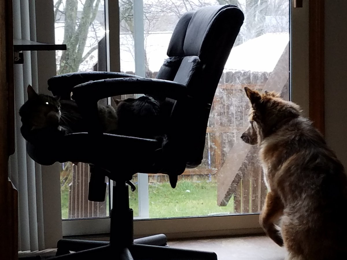 Super_Carlson's tweet photo. I'm getting some house cleaning done while the pets are being super chill #firstdayofbreak https://t.co/x1k1D2NN2a