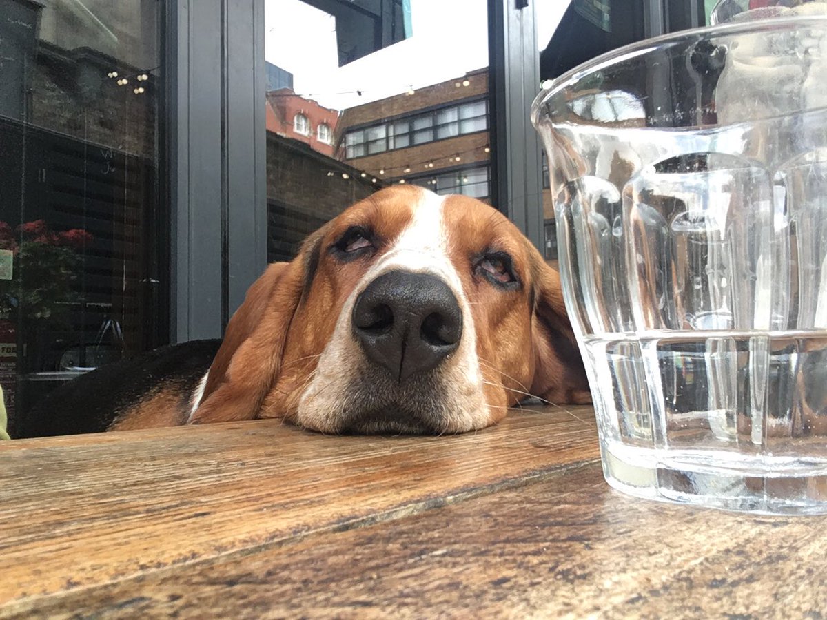 LinaHound's tweet image. Out for lunch in town @TheUnionTheatre with our friend Lal. ❤️🐾