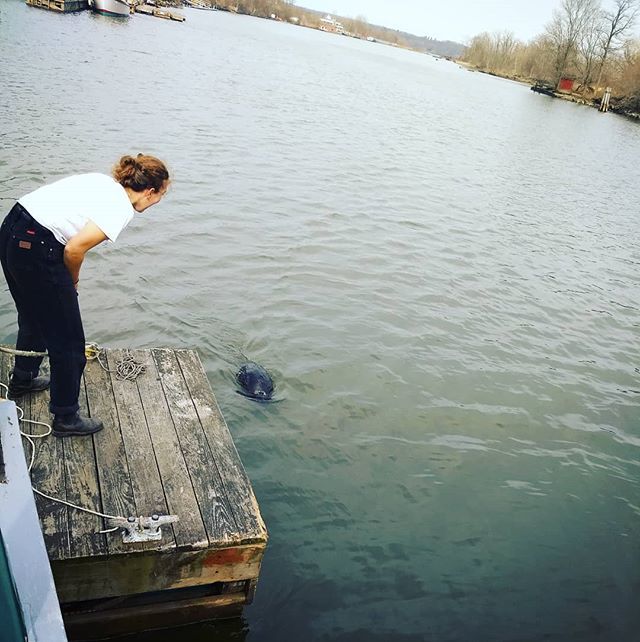 SloopClearwater's tweet photo. BEAVER!!!!!!
.
.
.
.
.
.
.
.
#sloopcrew #riverfriends #beaver #rondoutcreek https://t.co/3lSLhbICnJ https://t.co/v06crIkB25