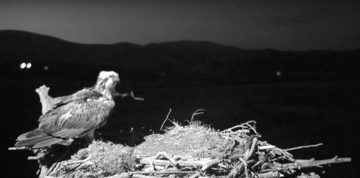 DyfiOspreys's tweet photo. WOW!!! Look who made it home in time for Mother’s Day! Under the cover of darkness, Telyn touched down at 19.28 this evening. Welcome home girl. https://t.co/J8D5jacmCC
