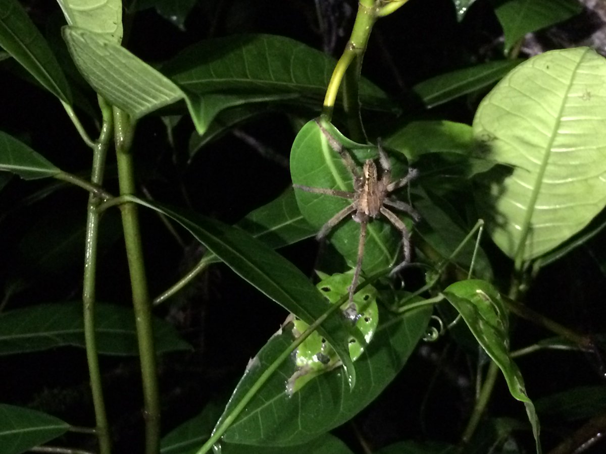 A spider seen on a night hike in Costa Rica