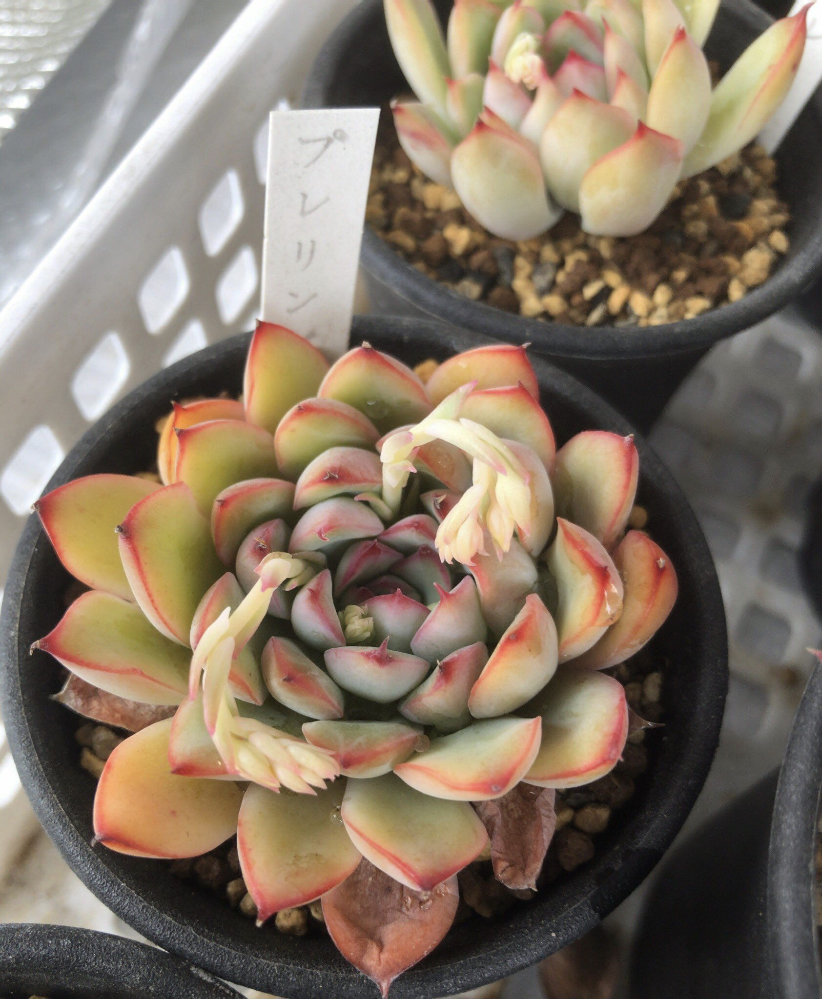 カブトガニジョン Echeveria Cv Plelinze エケベリア プレリンゼ 日本の交配種で 花うらら プリドニス とは違い花うらとリンゼアナ 交配種 プリドニスとリンゼアナの交配でプレリンゼの名前になるそうです Pulidonis Colorata Lindsayana 多肉植物