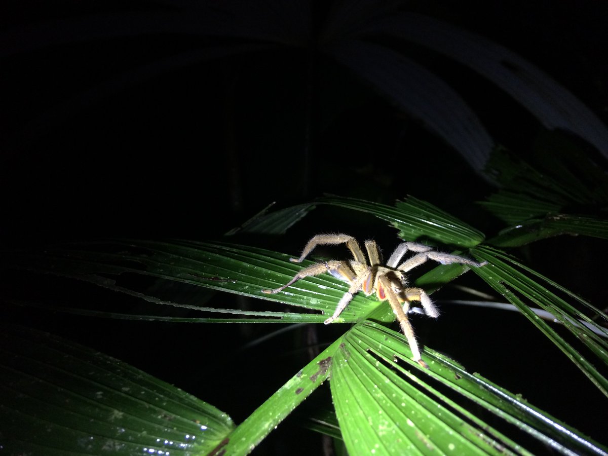 A big spider seen on a night hike in Costa Rica