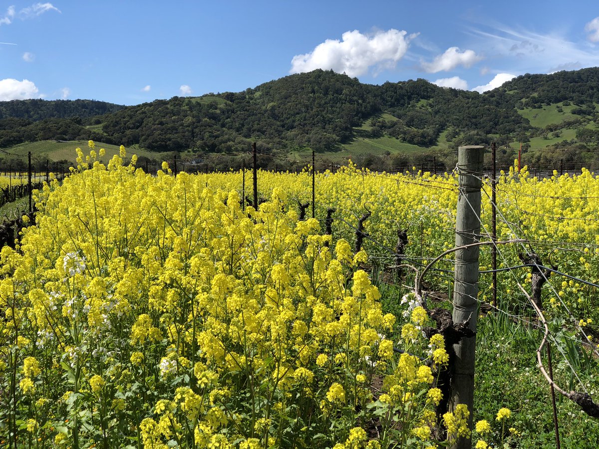 The mustard season hasn’t ended yet! Come see it for yourself.  napariverinn.com