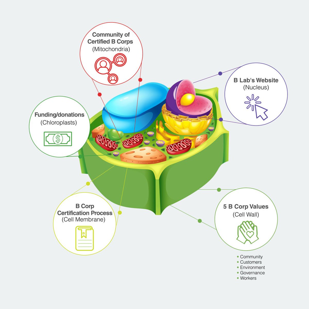 Eight grader Bryce Anderson, whose father Ben works for B Lab, compares B Lab to a plant cell to break down how B Lab operates. #BtheChange bit.ly/2FE0xnb