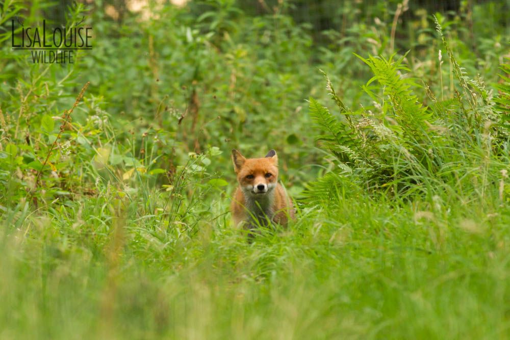 LisaLouiseG's tweet photo. British Red Fox (Vulpes vulpes) a slightly beefier heavy set sub species of fox. ⠀
⠀
#LisaLouiseWildlife #LisaLouise #LifeMoments #LoveLife #ankylosingspondylitis https://t.co/kzIgow1uwu