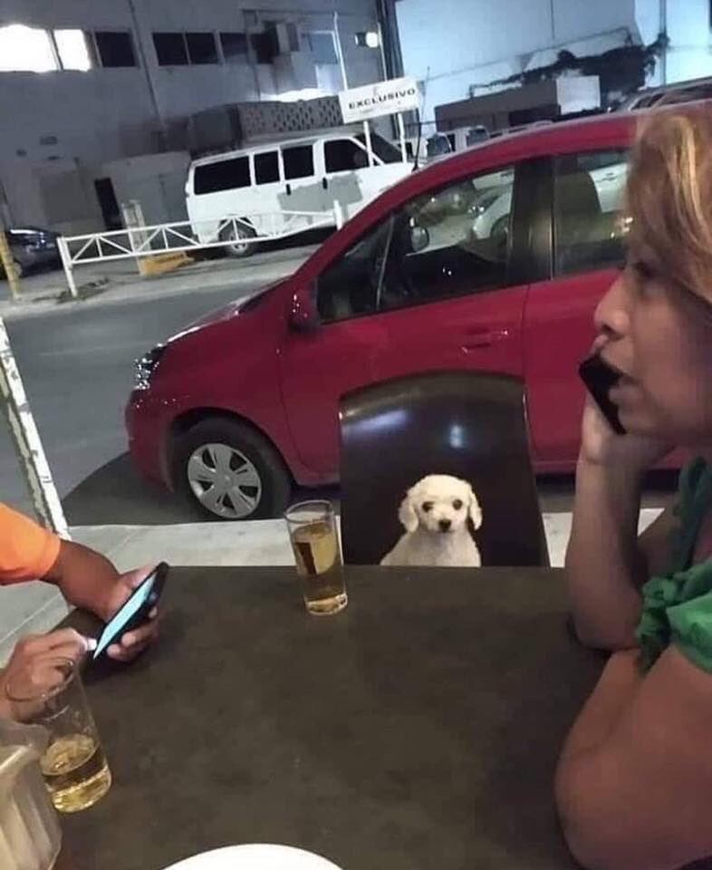 SuavesLomitos's tweet photo. olbide mi INE pero te juro ke tengo diesiocho 🐶 https://t.co/badtbutntN