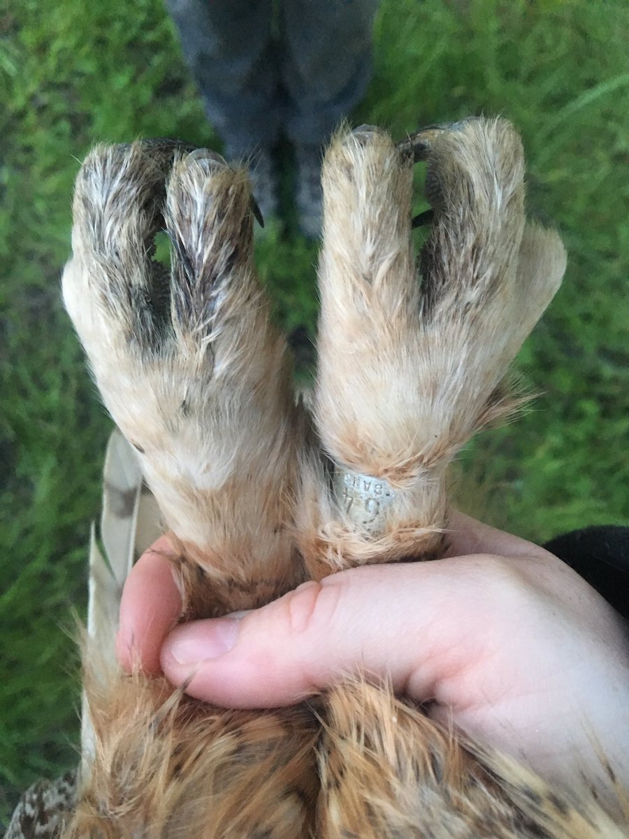 ShannonSkalos's tweet photo. I don’t just study harriers! We also monitor movement and provisioning of other rapture in #SuisunMarsh relative to waterfowl nest success. Here’s a mama owl we marked with a transmitter last year that we recently removed. You can see her being a good mama owl to her two owlets. https://t.co/pflreI5HCI
