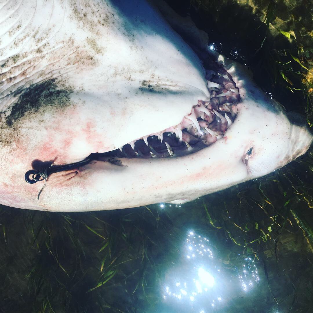 ClaassensLouw's tweet photo. Today was a disappointing one. This #raggedtoothshark was found with two massive hooks in his mouth - #fishinggear specifically targeting #sharks. Left to die - the hooks turn into potential #ghostfishingear. Why is #sharkfishing a thing? Can we #bebetter ? @StrandloperP #knysna https://t.co/RRgQvCFkLI