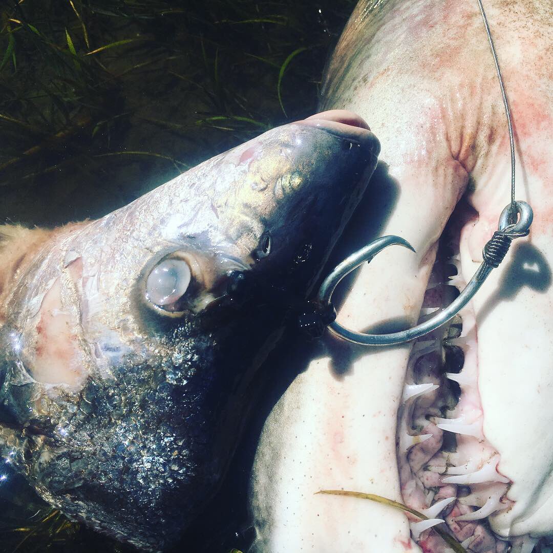 ClaassensLouw's tweet photo. Today was a disappointing one. This #raggedtoothshark was found with two massive hooks in his mouth - #fishinggear specifically targeting #sharks. Left to die - the hooks turn into potential #ghostfishingear. Why is #sharkfishing a thing? Can we #bebetter ? @StrandloperP #knysna https://t.co/RRgQvCFkLI