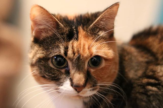 SZemblowski's tweet photo. #caturday 
I miss my Sophie (pictured) and Rocket while I'm in St. Pete for the #GAS2019 conference. Cannot wait to see them tomorrow when I get home.
.
.
#cats #cats_of_instagram #catstagram #sophie https://t.co/8AcA1MzKjf https://t.co/lQhU3X54bE