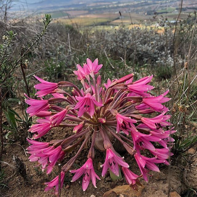 BicycleBrewing's tweet photo. The veld is an amazing place. Sometime you have to stop and appreciate it. #capeforalkingdom #vynbos #flowers #mtbadventure #nature https://t.co/KzAxHurnnW https://t.co/CtlKE6RJDu