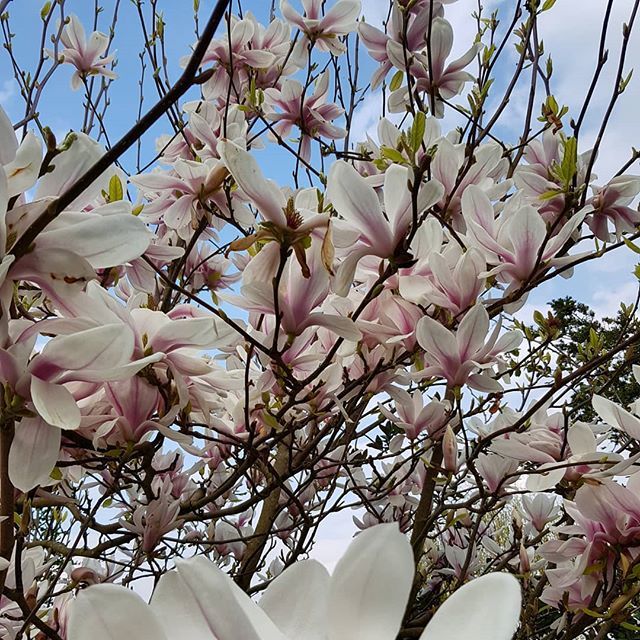 What a beautiful day! The magnolia tree in my garden is looking the best I've ever seen it!
#spring #springflowers #coloursofspring #magnolia #magnoliatree #sunnydays #sunshine #dreamsofspring #march #springsunshine #hopetheweatherholds #outdoors #nature ift.tt/2FBFEYK