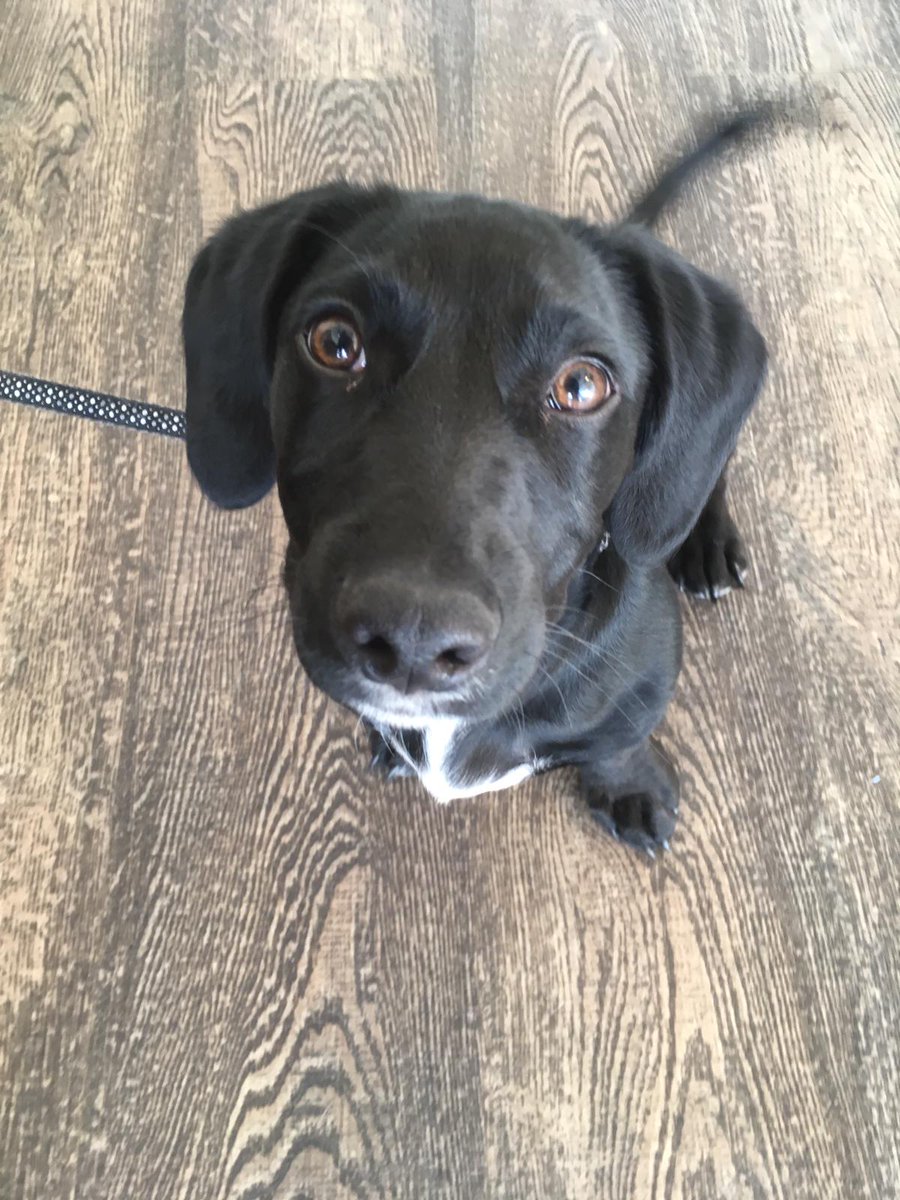 It was lovely to see Pax, ❤ a four month old #labrador #springer cross!