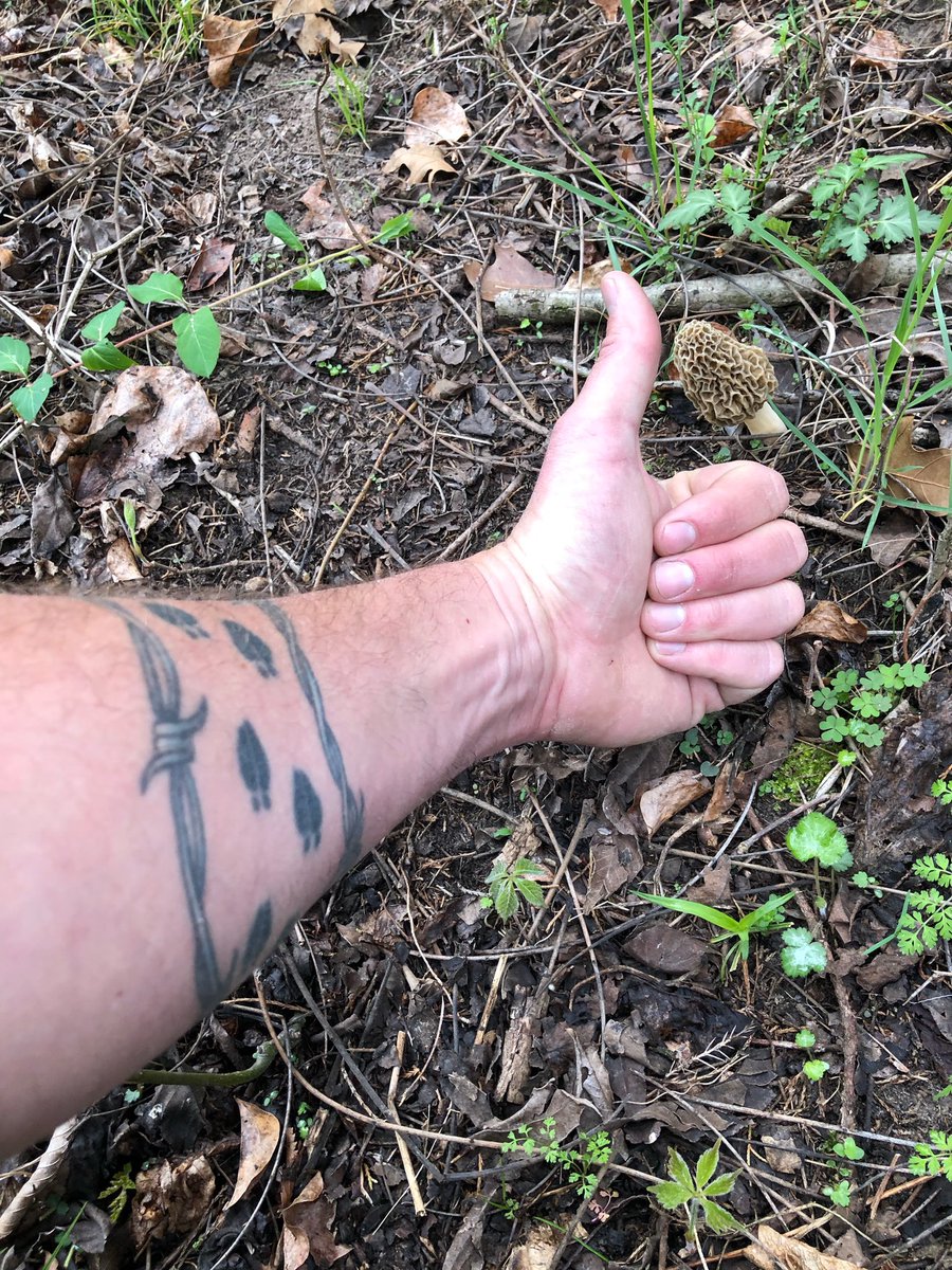 Well... 7 wasp stings, 1 rattlesnake bite, hypothermia, heat exhaustion and a hyperextended scrotum I finally found one!!!!! #godscountry #morrellmushroom