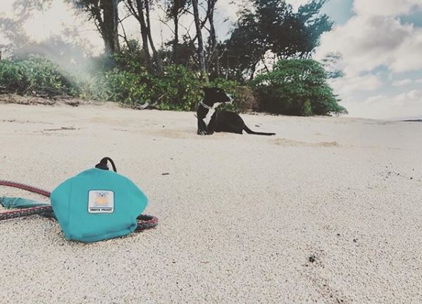PoopiePocket's tweet photo. Sandy Saturday! Whether you are digging for bones are getting your tan on, make sure to use a Poopie Pocket to pack out when your dog leaves behind. Get yours today at https://t.co/1bVC8HiwR7 #poopiepocket #dogsoftwitter #SaturdayMorning #Hawaii https://t.co/UrJW88gGaa