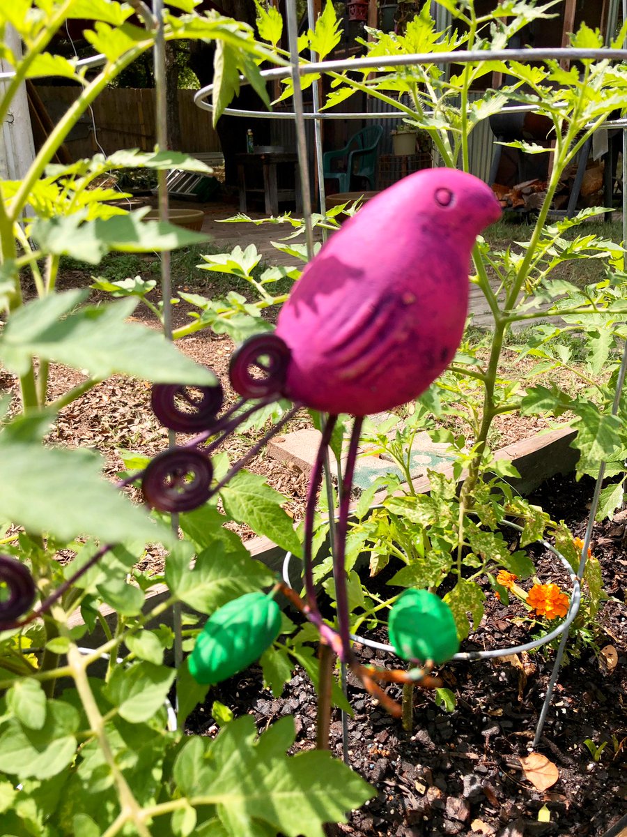 Janice_830's tweet photo. My outdoor tomato plants. Grateful they came thru the last freeze, it was back n forth for awhile. Some already have blooms! And my cutie bird from @Happygardens2 #organic #tomatoes #homegrown https://t.co/LzdspF7gpC