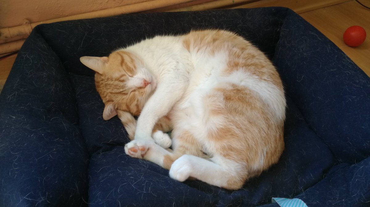 tania_allu's tweet photo. ¡¡Musa y Eddie siguen buscando un hogar juntitos!! Son dos gatos muuuy buenos y cariñosos, compatibles con otros animales (ahora conviven con una perrita sin problema). ¡Deja que te enamoren! @DefensaAnimalZA #adoptme https://t.co/HIoK2quPDA