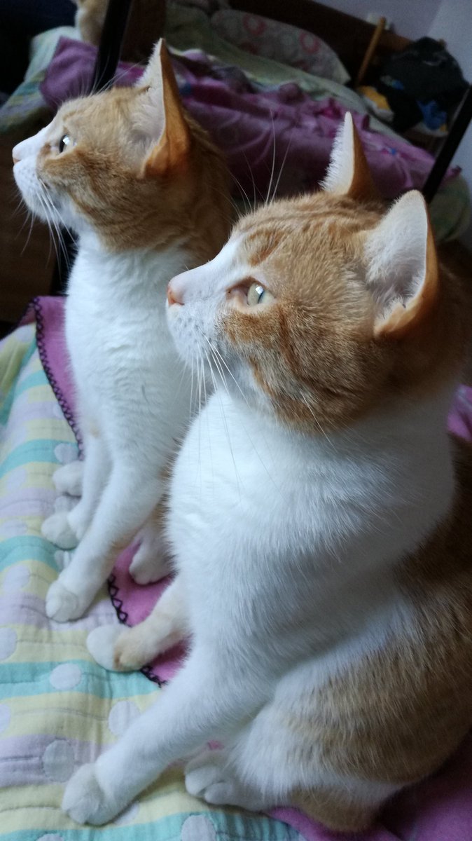 tania_allu's tweet photo. ¡¡Musa y Eddie siguen buscando un hogar juntitos!! Son dos gatos muuuy buenos y cariñosos, compatibles con otros animales (ahora conviven con una perrita sin problema). ¡Deja que te enamoren! @DefensaAnimalZA #adoptme https://t.co/HIoK2quPDA