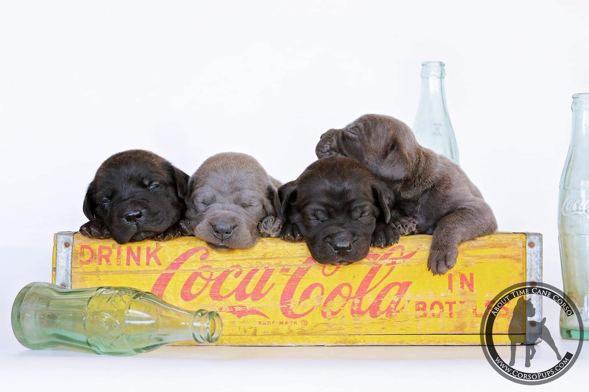 Abouttime Cane Corso On Twitter Updated Photos Of The