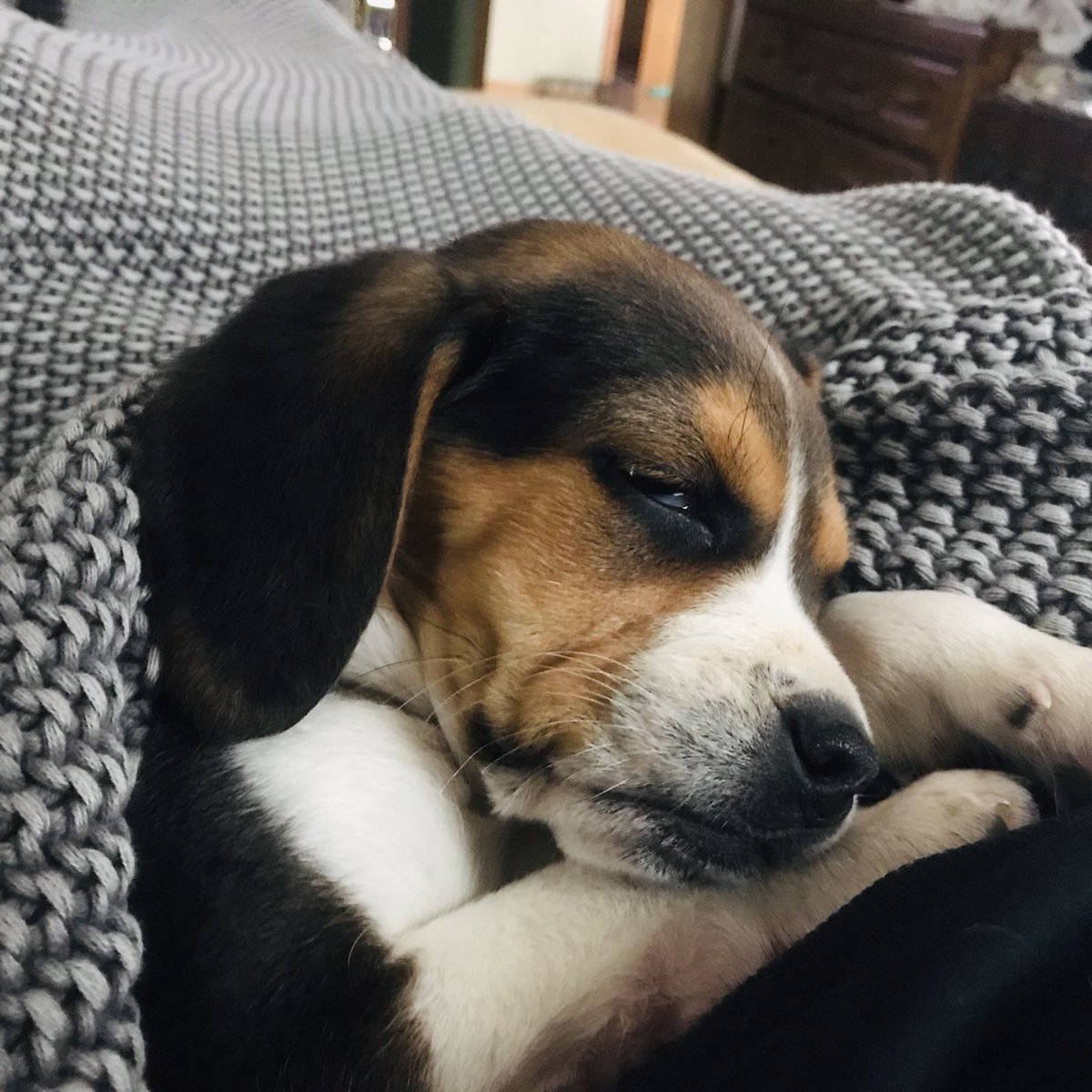 remmydbeagle's tweet photo. to heal our hearts and fill the void we brought home this sweet little girl.💜 Meet Paisley🥰 Remmy is adjusting well! https://t.co/ODY3QSfLPx
