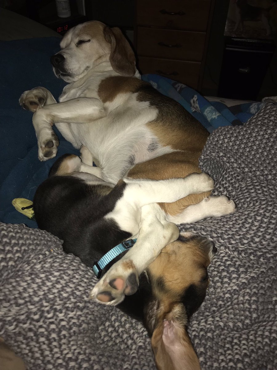 remmydbeagle's tweet photo. to heal our hearts and fill the void we brought home this sweet little girl.💜 Meet Paisley🥰 Remmy is adjusting well! https://t.co/ODY3QSfLPx