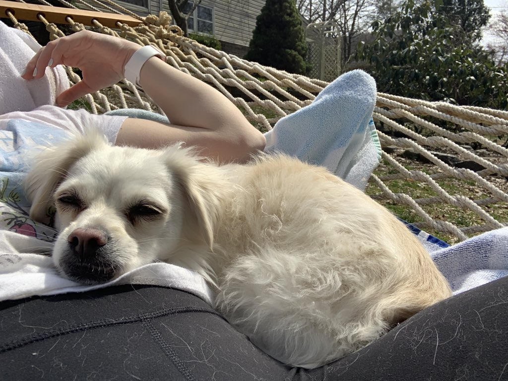 @Lenalayingdown @TheGoldenRatio4 My Luna bean enjoying her first experience on a hammock